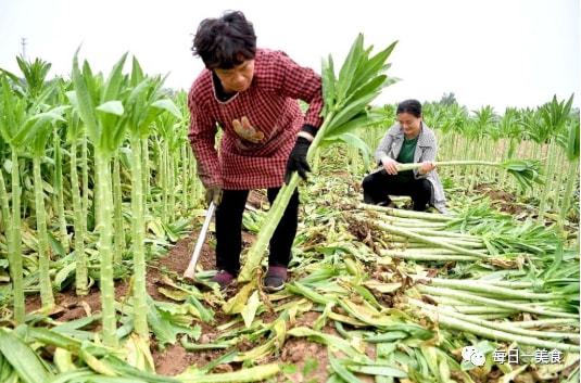 萵筍兄弟貢菜 全年高價、雙季種植的新鮮蔬果瑰寶